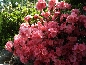 Azalia japońska (Rhododendron japonicum) Blaauw